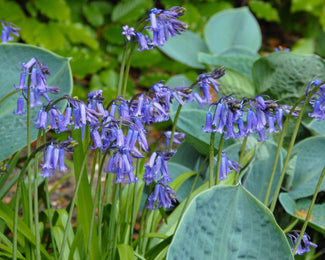 Hyacinthoides non-scripta Flower Bulbsnon-scripta Bulbs UK - 1
