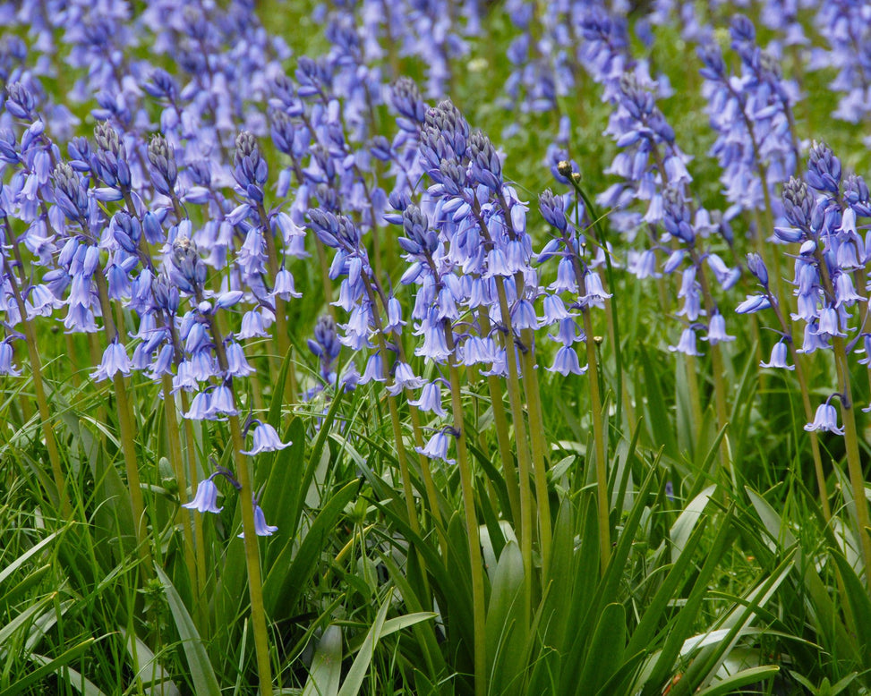 Flower Bulbsnon-scripta Bulbs UK - 4