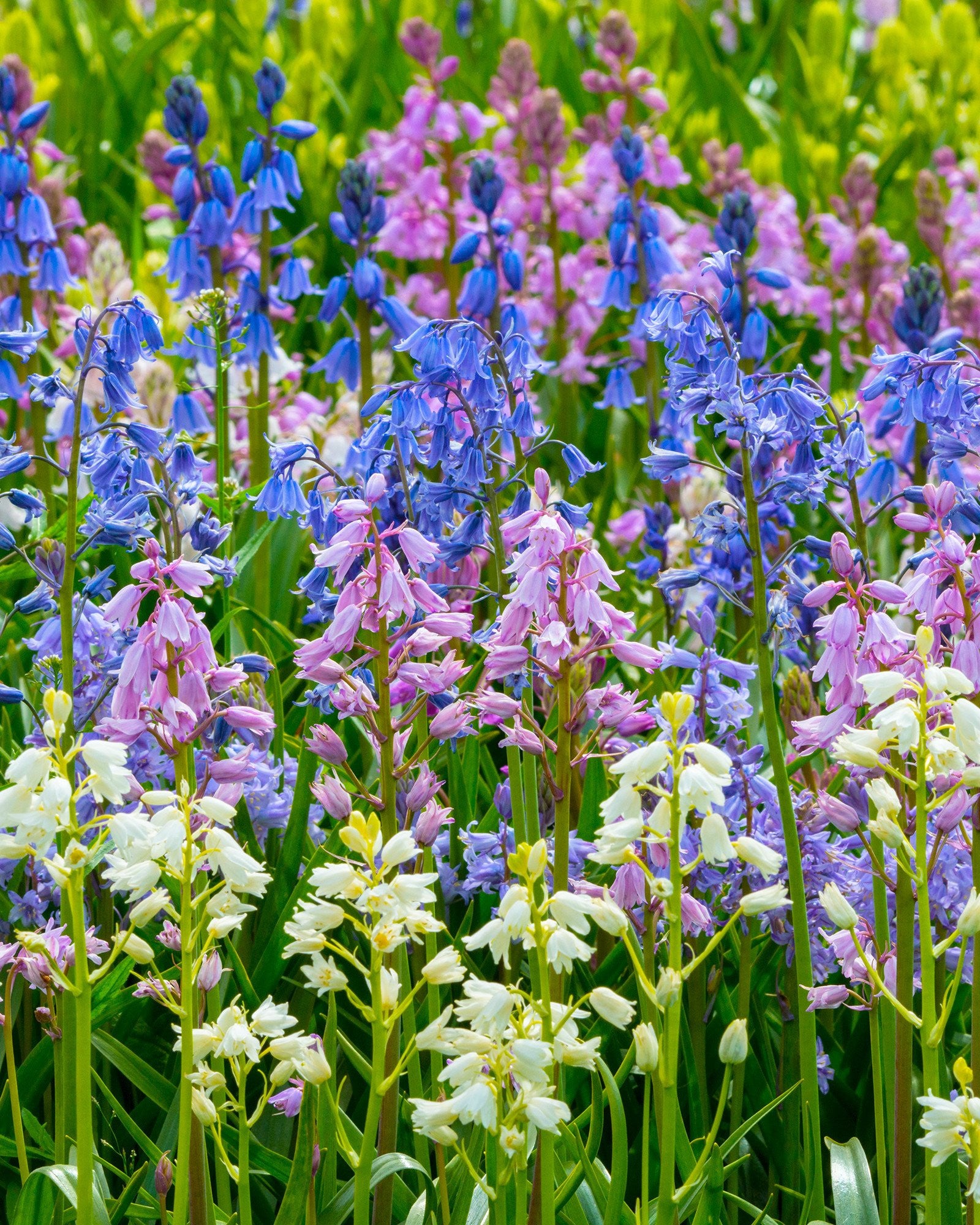 Azure Bells: The Allure Of Spanish Bluebells (Hyacinthoides Hispanica)