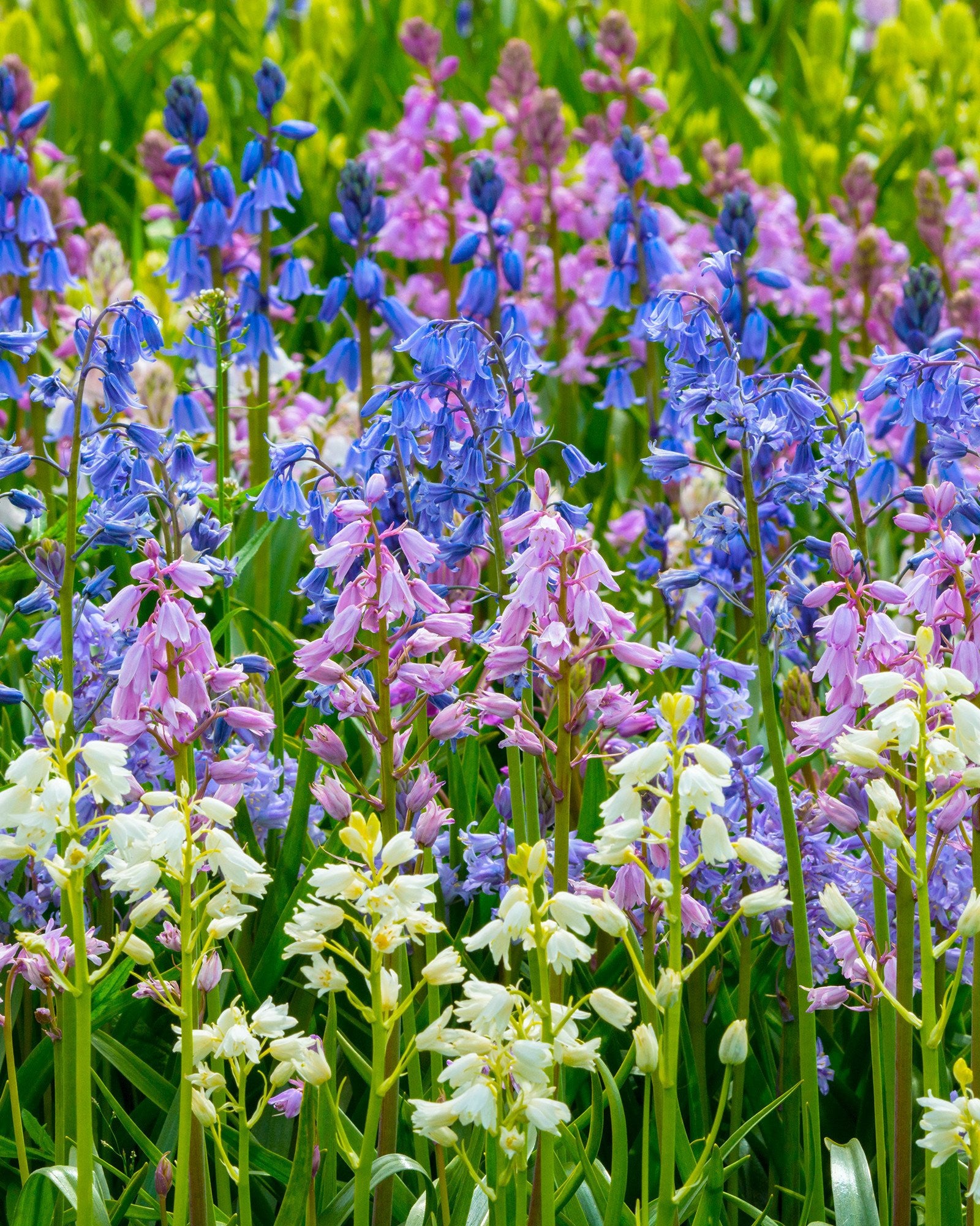 Hyacinthoides Hispanica (Spanish Bluebells)