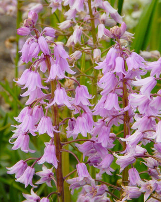 Hyacinthoides 'Queen of the Pinks' Hyacinthoides 'Queen of the Pinks'