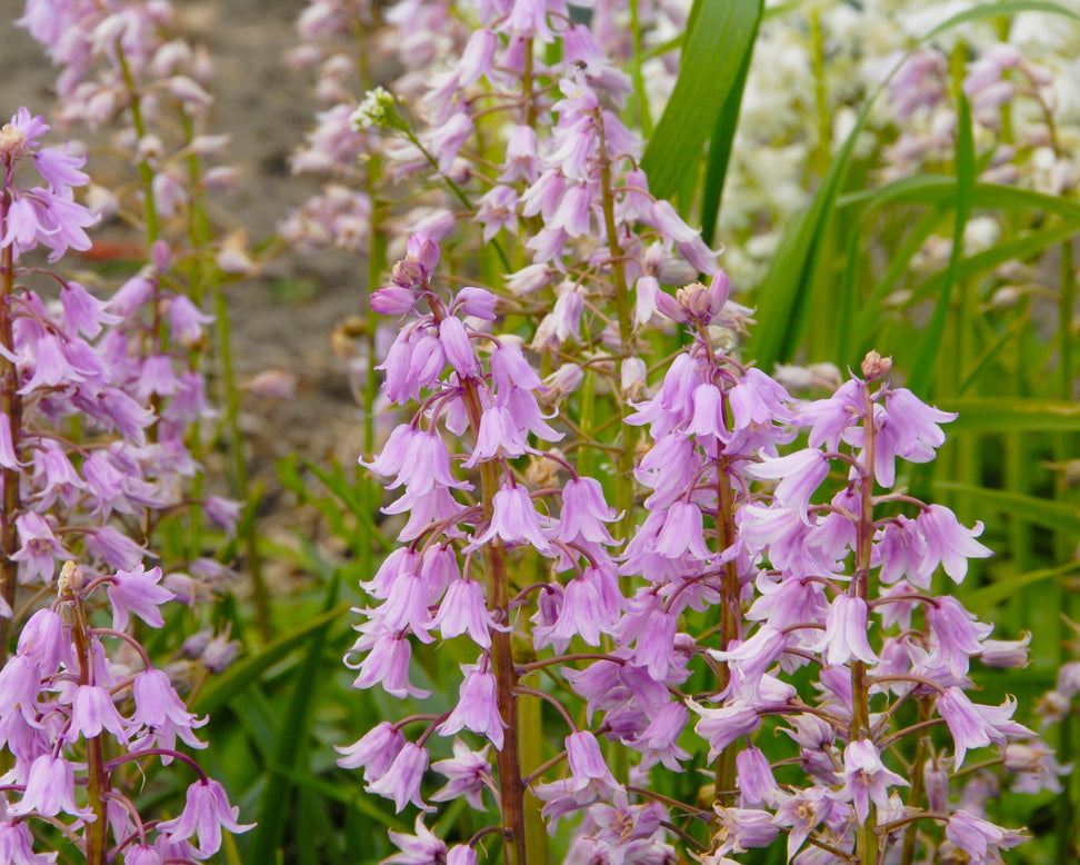 Hyacinthoides 'Queen of the Pinks'