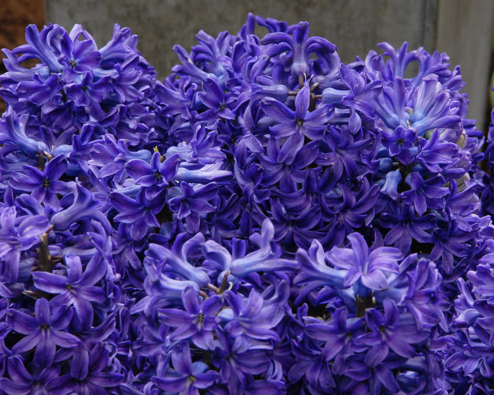 Hyacinth 'Peter Stuyvesant'