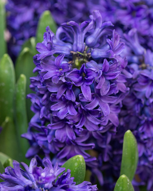 Hyacinth 'Peter Stuyvesant'