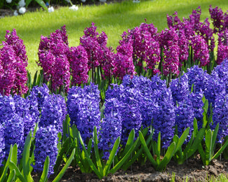 Hyacinth 'Peter Stuyvesant' Hyacinth 'Peter Stuyvesant'