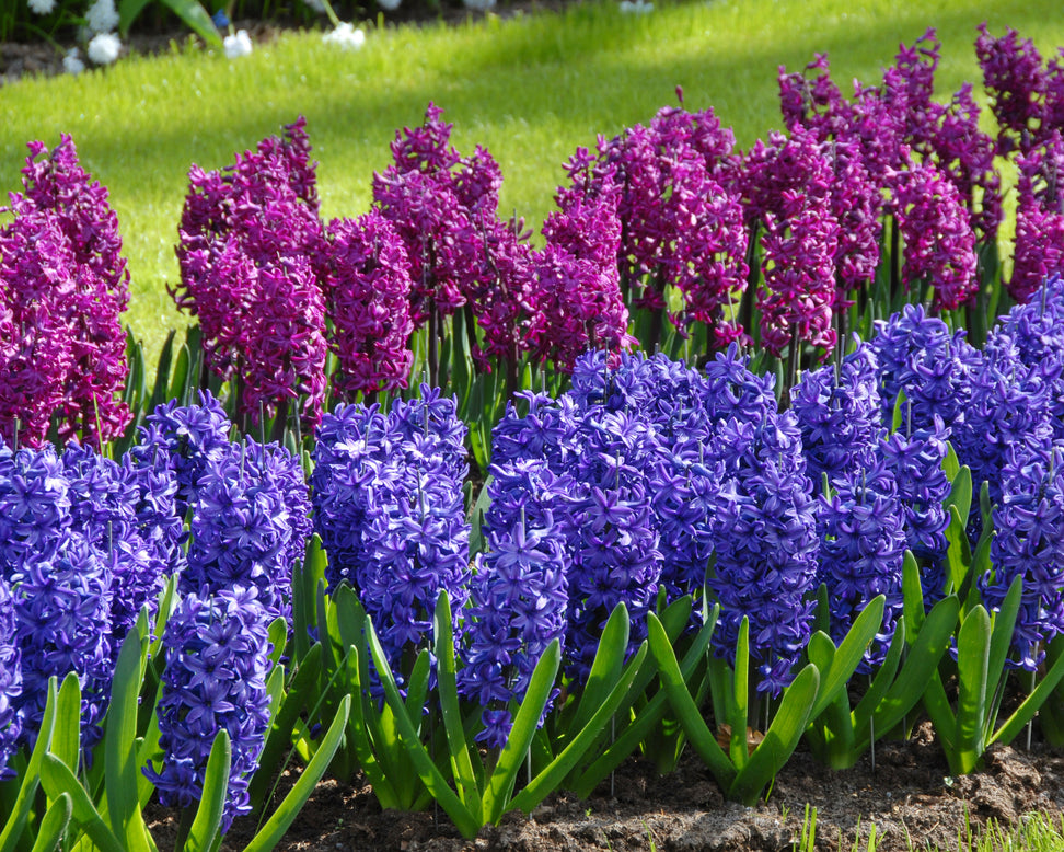 Hyacinth 'Peter Stuyvesant'