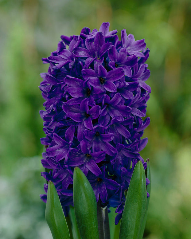 Hyacinth 'Peter Stuyvesant'
