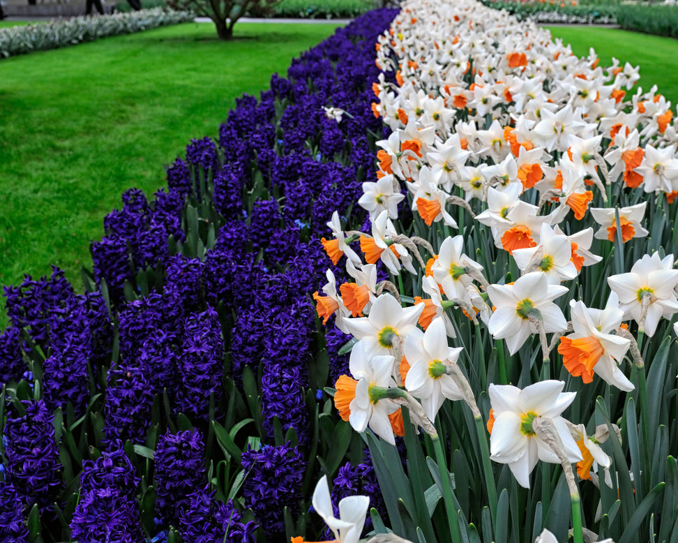 Hyacinth 'Peter Stuyvesant'