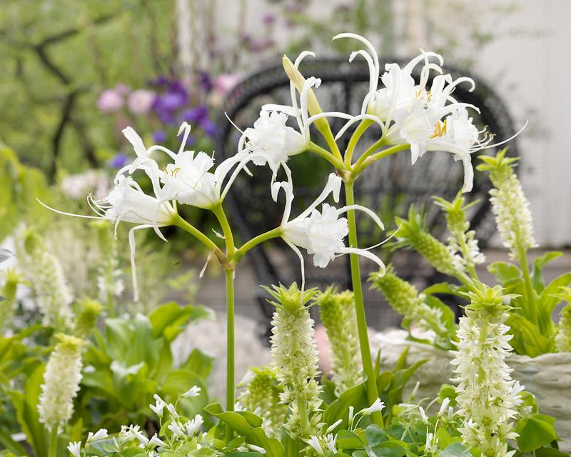 Hymenocallis × festalis 'Zwanenburg'