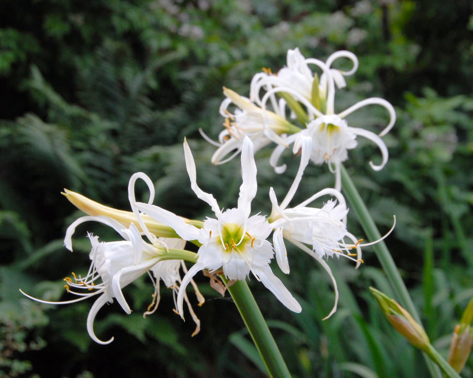 Hymenocallis × festalis 'Zwanenburg'