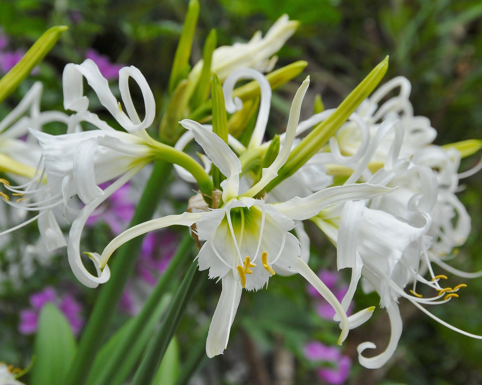 Hymenocallis × festalis 'Zwanenburg'