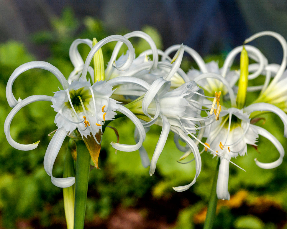 Hymenocallis × festalis 'XXL'