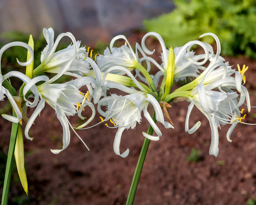 Hymenocallis × festalis 'XXL'