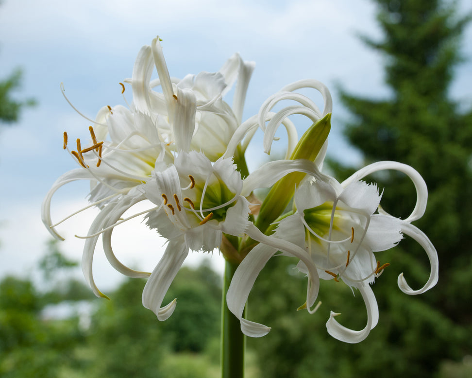 Hymenocallis × festalis 'XXL'