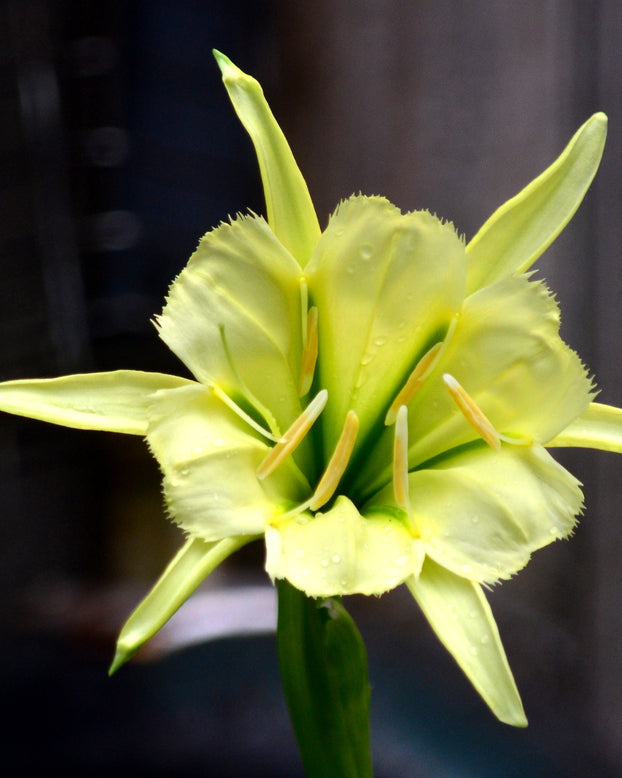 Hymenocallis 'Sulphur Queen'