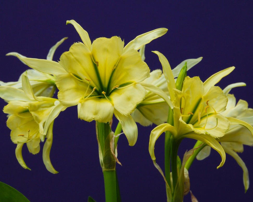 Hymenocallis 'Sulphur Queen'