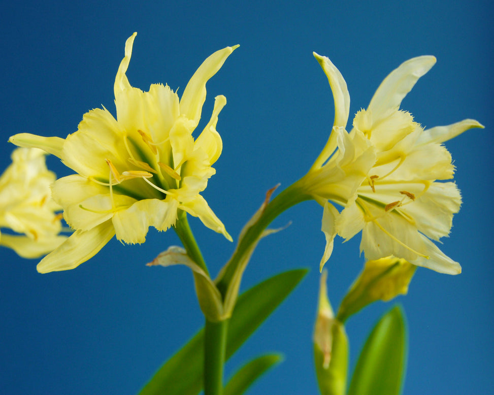 Hymenocallis 'Sulphur Queen'