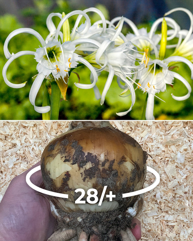 Hymenocallis × festalis 'XXL'