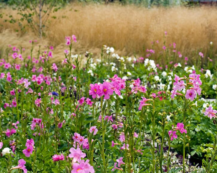 Incarvillea delavayi