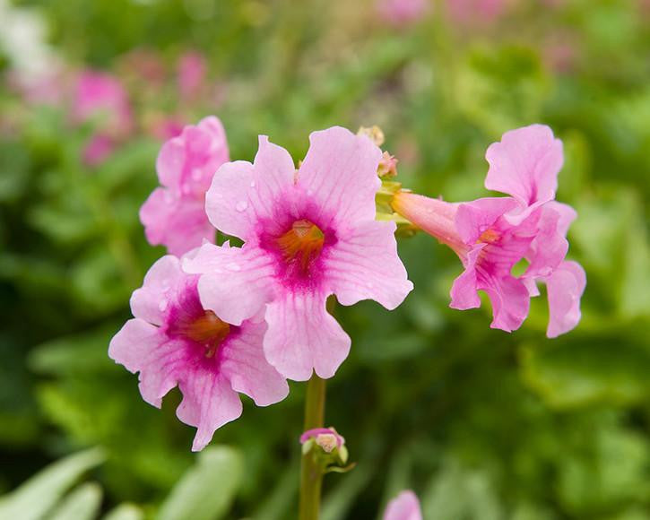 Incarvillea delavayi