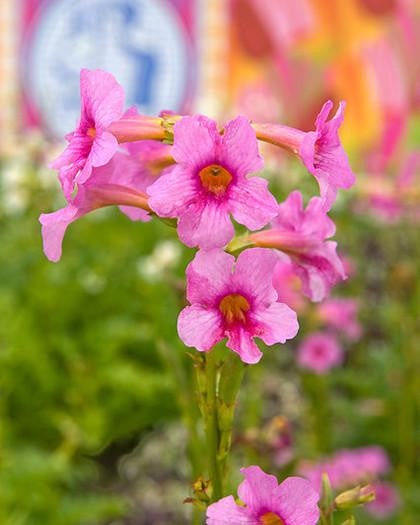 Incarvillea delavayi