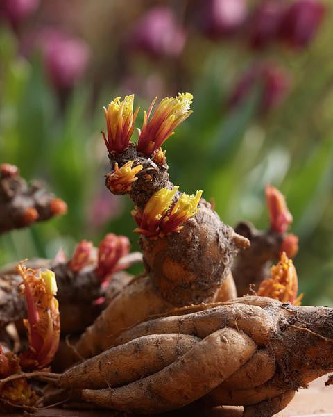 Incarvillea delavayi