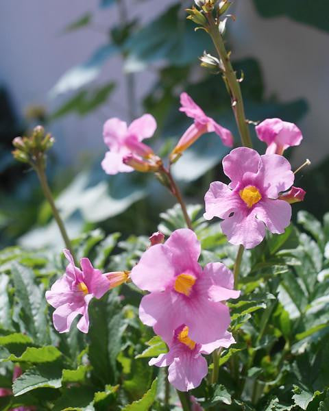 Incarvillea delavayi