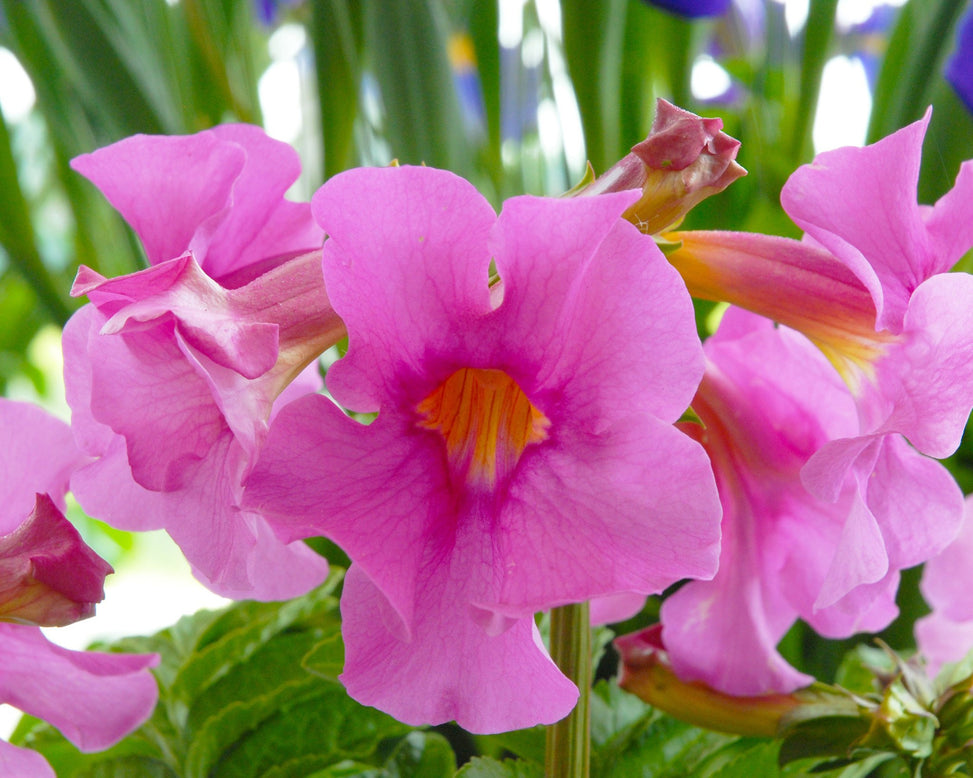 Incarvillea delavayi