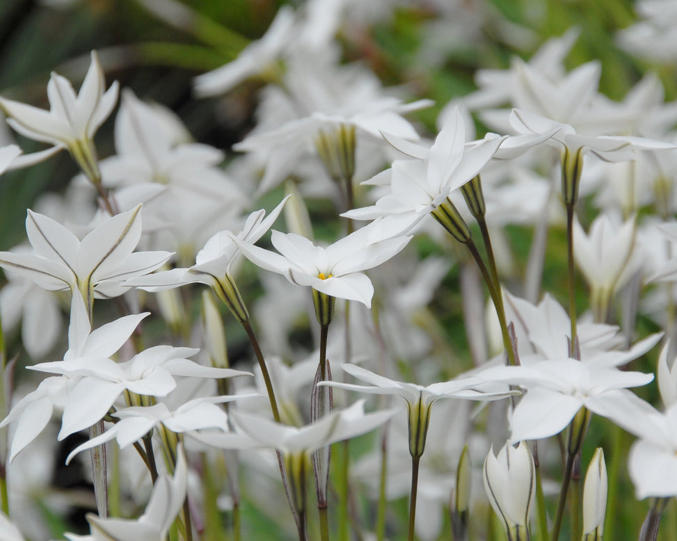 Flower BulbsAlberto Castillo (Starflower) Bulbs UK - 3