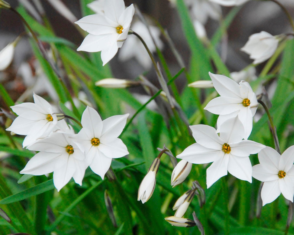 Flower BulbsAlberto Castillo (Starflower) Bulbs UK - 2