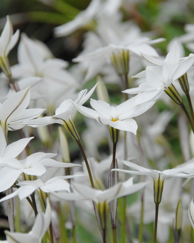Flower BulbsAlberto Castillo (Starflower) Bulbs UK - 1