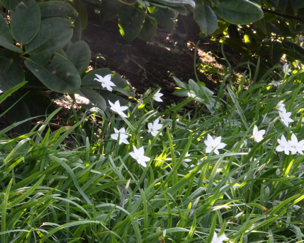 Ipheion 'Alberto Castillo'