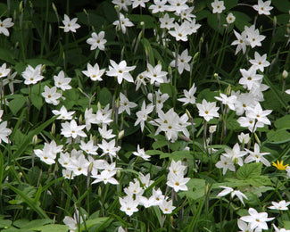 Ipheion 'Alberto Castillo' Ipheion 'Alberto Castillo'