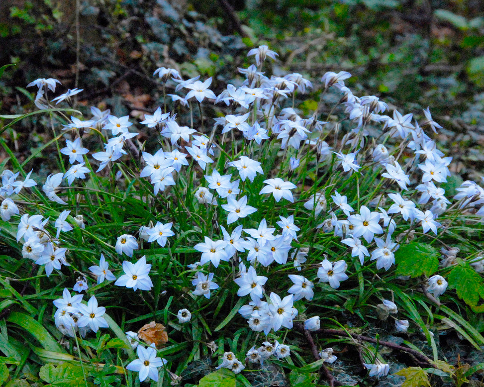 Ipheion 'Wisley Blue'