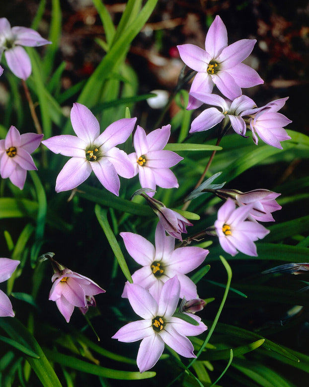 Ipheion 'Wisley Blue'