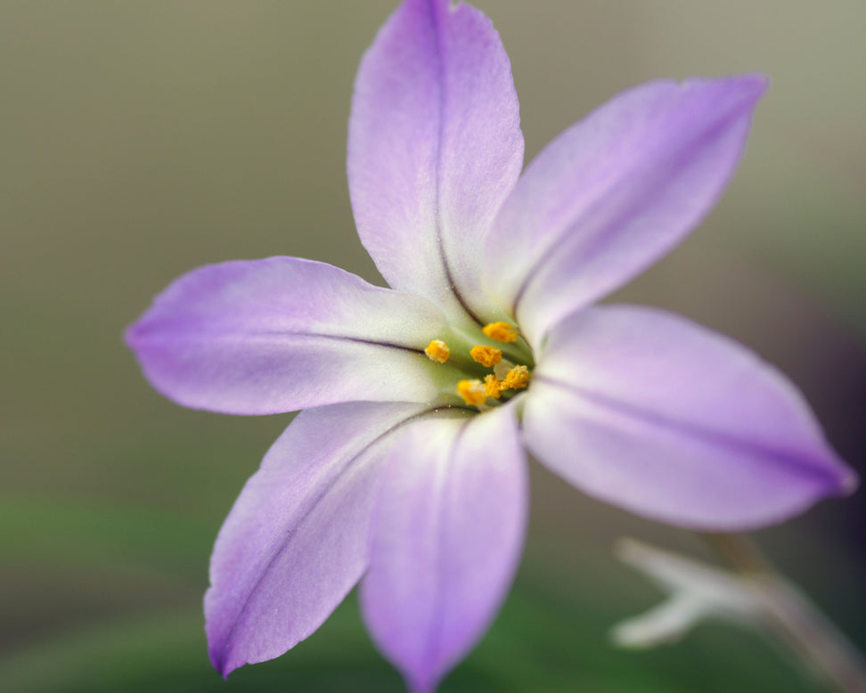 Ipheion 'Wisley Blue'