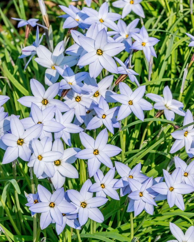 Ipheion 'Wisley Blue'