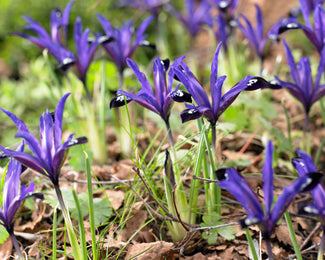 Iris 'Blue Note' Iris 'Blue Note'