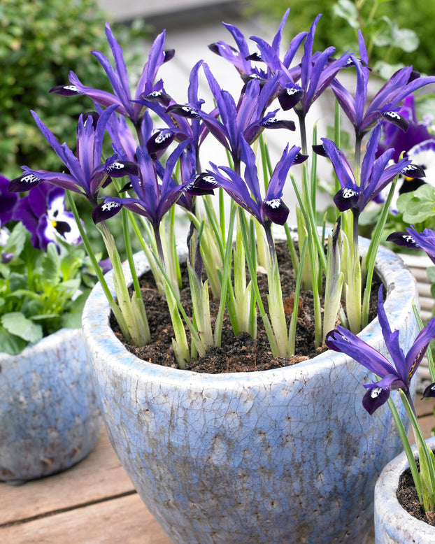 Iris 'Blue Note'
