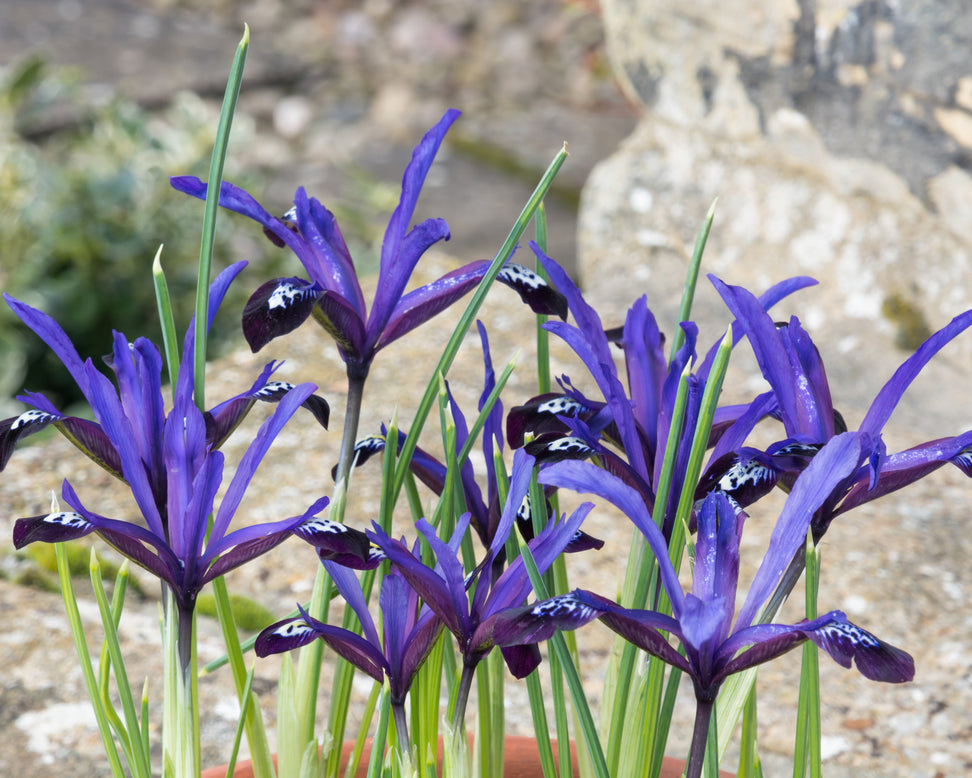 Iris 'Blue Note'