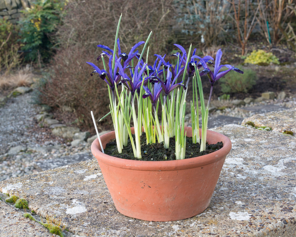 Iris 'Blue Note'