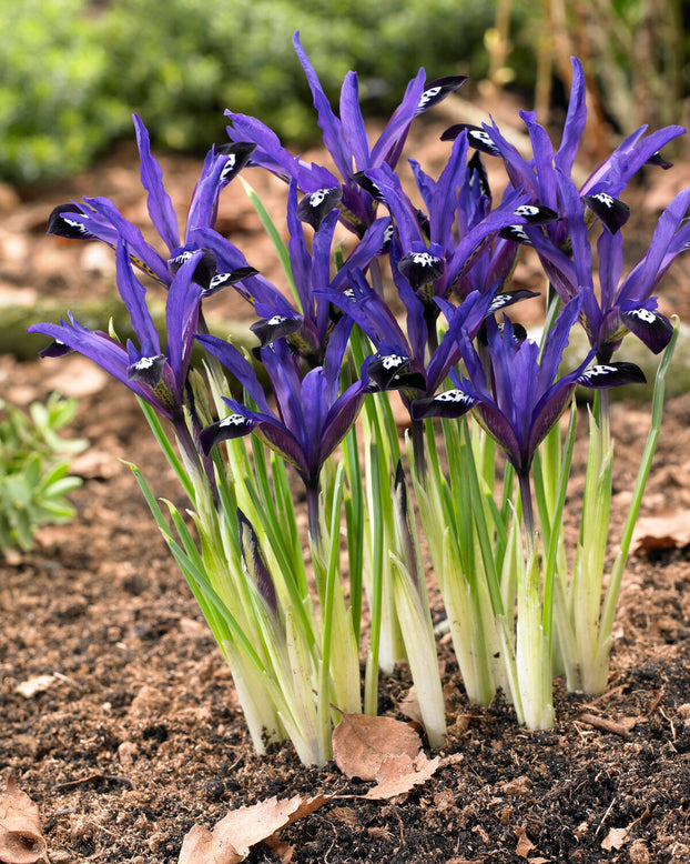 Iris 'Blue Note'