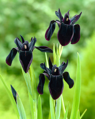 Iris 'Just Around Midnight' Iris 'Just Around Midnight'