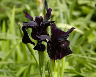 Iris 'Just Around Midnight' Iris 'Just Around Midnight'