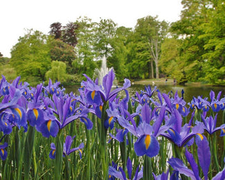 Dutch Iris 'Discovery' Dutch Iris 'Discovery'