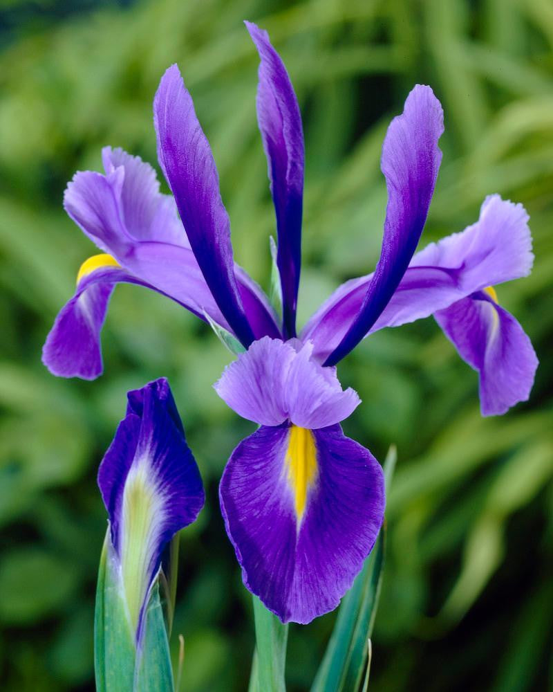 Dutch Iris Blue Magic