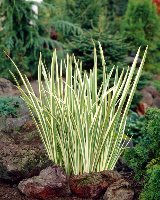 Iris ensata 'Variegata'