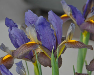 Dutch Iris 'Eye of the Tiger' Dutch Iris 'Eye of the Tiger'