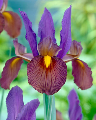 Dutch Iris 'Eye of the Tiger' Dutch Iris 'Eye of the Tiger'