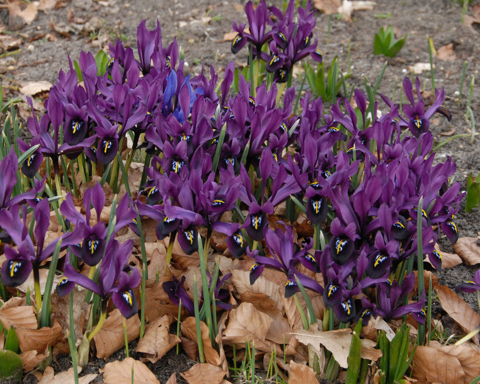 Iris 'George'